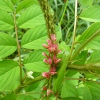 Indigofera hirsuta L.